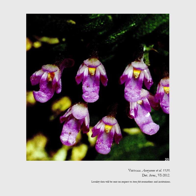 Schoenorchis scolopendria